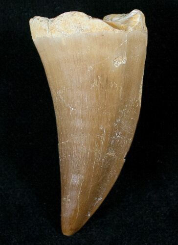 Mosasaur (Eremiasaurus) Tooth #13791